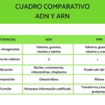 Diferencias Entre Arn Y Adn
