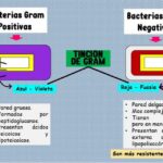 Diferencias Entre Bacterias Gram Y Gram
