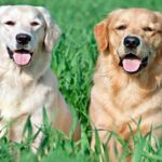 Diferencias Entre Golden Y Labrador