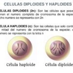 Diferencias Entre Haploides Y Diploides