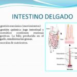 Diferencias Entre La DigestióN QuíMica Y MecáNica