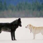 Diferencias Entre Lobo Y Perro