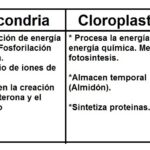 Diferencias Entre Mitocondrias Y Cloroplastos