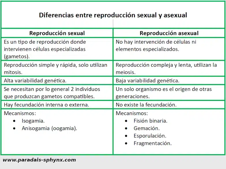 Diferencias Entre Reproducción Sexual Y Asexual Conceptos Mundobytes 6947