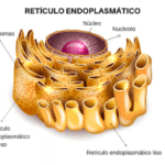 Concepto De Retículo Endoplasmático.